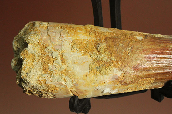 縦溝が保存!立派な大きさロングカーブ9センチの肉食恐竜スピノサウルスの歯化石(Spinosaurus)(その2)