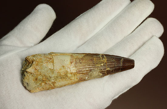 縦溝が保存!立派な大きさロングカーブ9センチの肉食恐竜スピノサウルスの歯化石(Spinosaurus)(その5)