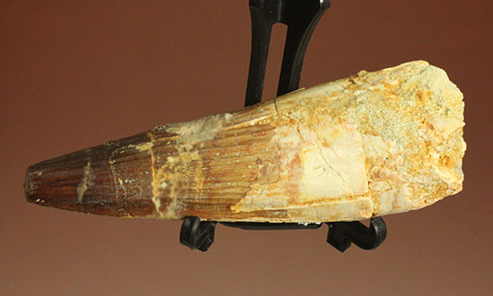 縦溝が保存!立派な大きさロングカーブ9センチの肉食恐竜スピノサウルスの歯化石(Spinosaurus)(その8)