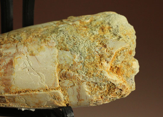 縦溝が保存!立派な大きさロングカーブ9センチの肉食恐竜スピノサウルスの歯化石(Spinosaurus)(その9)