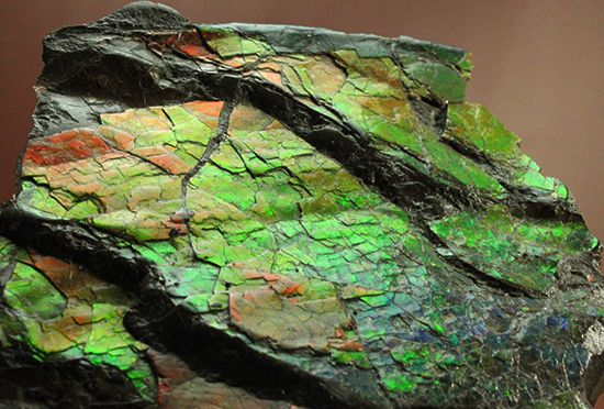 1.4kg!朱色から緑、青まで。発色が良いアンモライトピース(Ammolite)(その11)