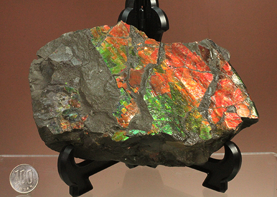 1.4kg！朱色から緑、青まで。発色が良いアンモライトピース（Ammolite）（その13）