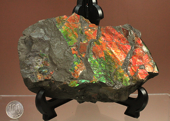 1.4kg!朱色から緑、青まで。発色が良いアンモライトピース(Ammolite)(その13)