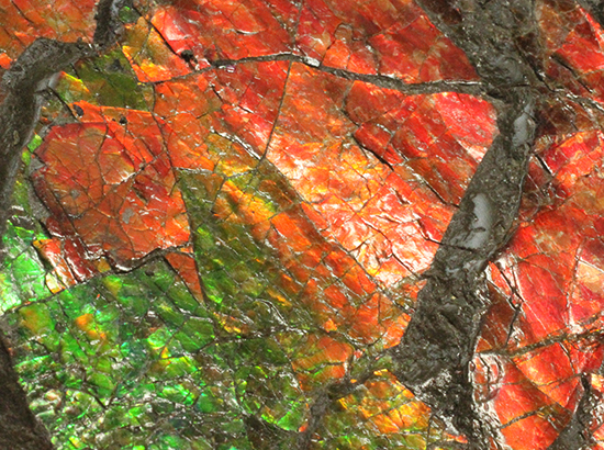 1.4kg!朱色から緑、青まで。発色が良いアンモライトピース(Ammolite)(その2)