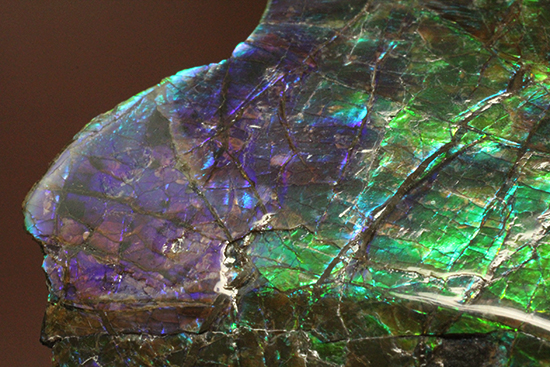 ブルーとグリーンが美しい！アンモライトのピース標本（Ammolite）（その10）