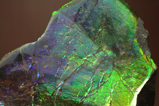 ブルーとグリーンが美しい!アンモライトのピース標本(Ammolite)(その11)