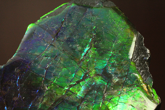 ブルーとグリーンが美しい！アンモライトのピース標本（Ammolite）（その12）