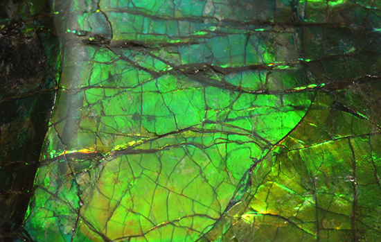 ブルーとグリーンが美しい!アンモライトのピース標本(Ammolite)(その14)