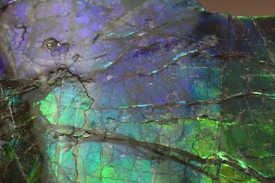 ブルーとグリーンが美しい！アンモライトのピース標本（Ammolite）（その15）