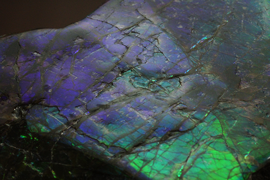 ブルーとグリーンが美しい！アンモライトのピース標本（Ammolite）（その16）