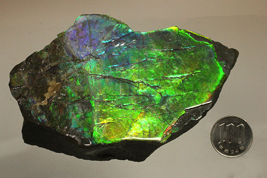 ブルーとグリーンが美しい！アンモライトのピース標本（Ammolite）（その17）