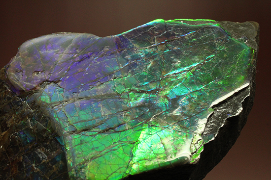 ブルーとグリーンが美しい!アンモライトのピース標本(Ammolite)(その5)