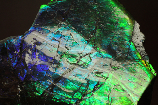 ブルーとグリーンが美しい！アンモライトのピース標本（Ammolite）（その6）
