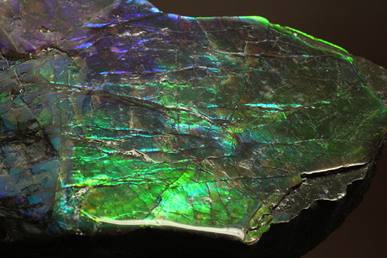 ブルーとグリーンが美しい!アンモライトのピース標本(Ammolite)(その9)