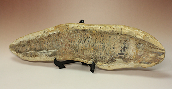 ブラジル・シエラ産の魚化石