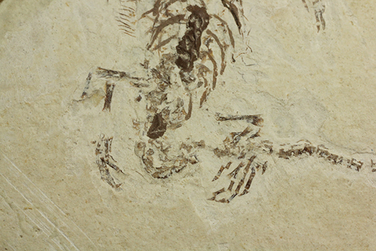 希少なヒファロサウルスのマルチプレート標本（その11）