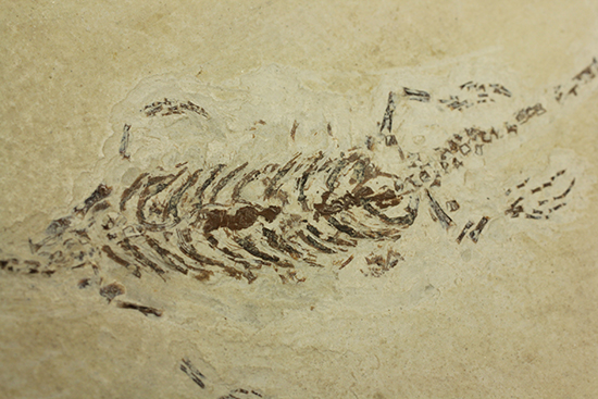 希少なヒファロサウルスのマルチプレート標本（その17）