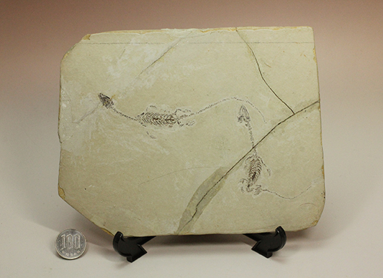 希少なヒファロサウルスのマルチプレート標本（その18）