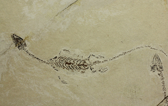 希少なハイファロサウルスのマルチプレート標本