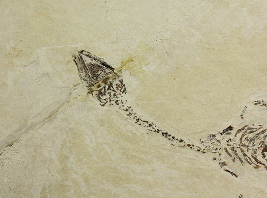 希少なヒファロサウルスのマルチプレート標本（その3）