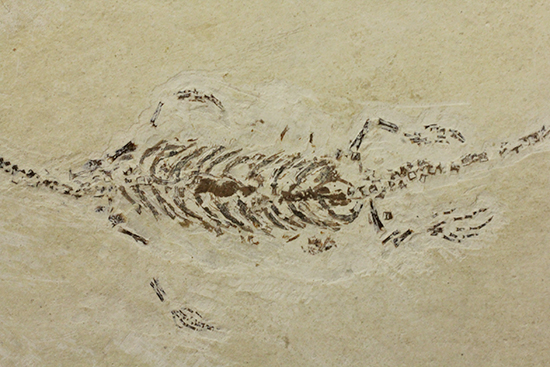 希少なヒファロサウルスのマルチプレート標本（その4）