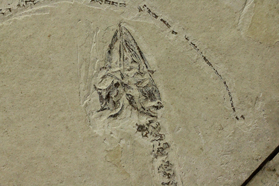希少なヒファロサウルスのマルチプレート標本（その5）