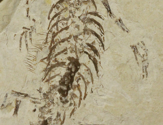 希少なヒファロサウルスのマルチプレート標本（その6）