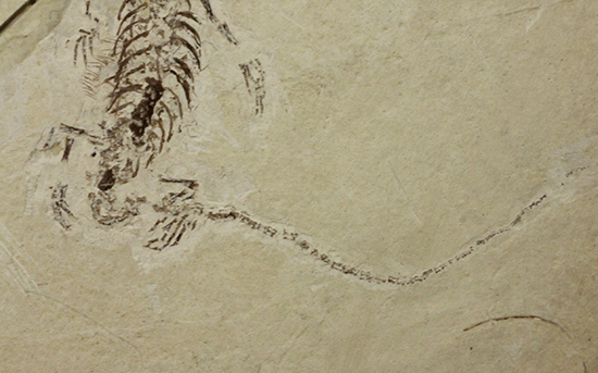 希少なヒファロサウルスのマルチプレート標本（その7）