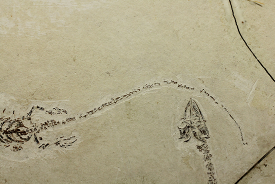 希少なヒファロサウルスのマルチプレート標本（その9）
