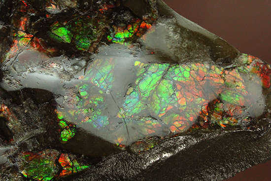 アンモライト（Ammolite）