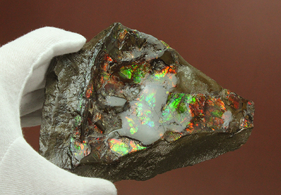 アンモライト(Ammolite)