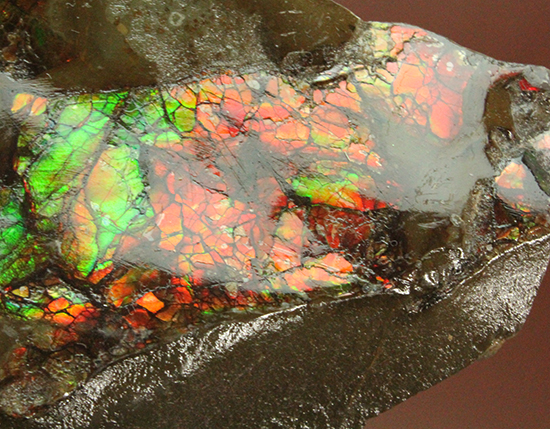 アンモライト（Ammolite）