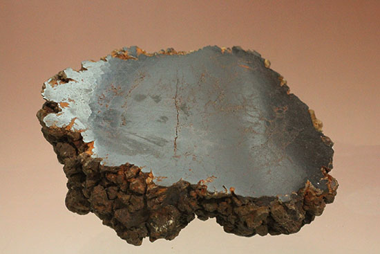 コロラド州産草食恐竜のウンチ化石コプロライト(Coprolite)ｖ