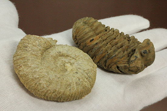 本物化石人気種２個セット！三葉虫とアンモナイト化石