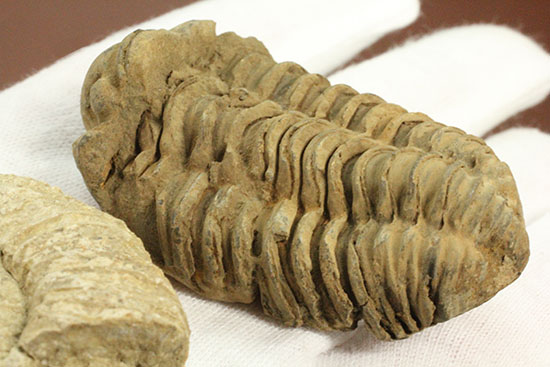 本物化石人気種２個セット！三葉虫とアンモナイト化石（その5）