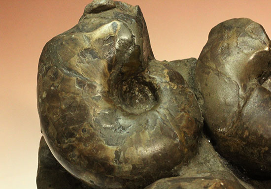 ほぼ３D！ダイナミックさが魅力です！４つ同時に見られる北海道産アンモナイト(Ammonite)（その12）