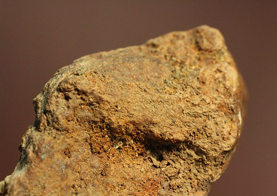 パキケファロサウルスのヘッドスパイク（その13）