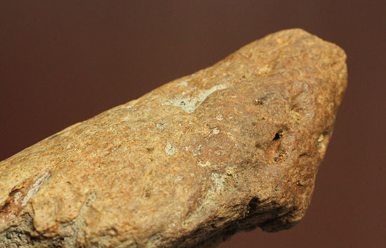 パキケファロサウルスのヘッドスパイク（その14）
