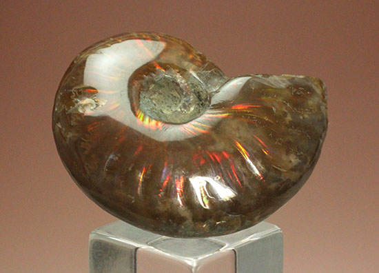 マダガスカル産アンモナイト（Ammonite）