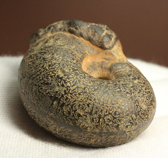 モロッコ産アンモナイト(Ammonite)
