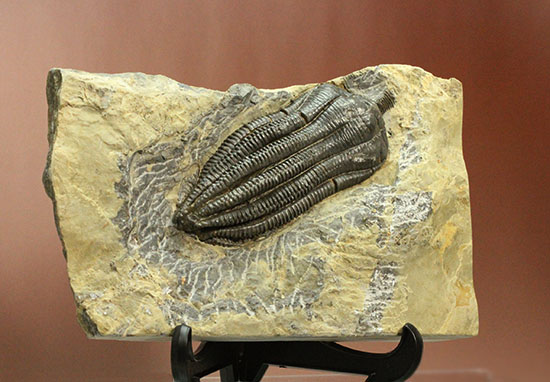 ウミユリ化石