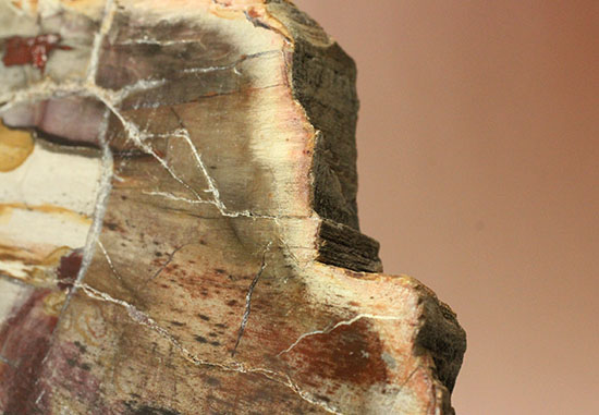 １枚のなかに様々なドラマを魅せてくれる​マダガスカル産木の化石（珪化木）（その12）
