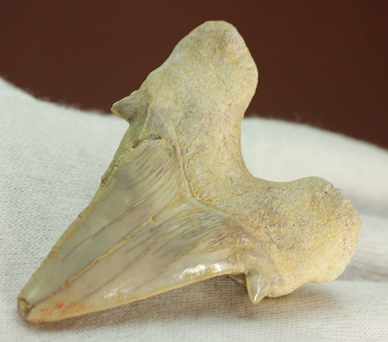 古代サメ・オトダス歯化石(Otodus obliqqus)（その5）