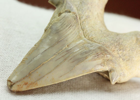 古代サメ・オトダス歯化石(Otodus obliqqus)（その6）