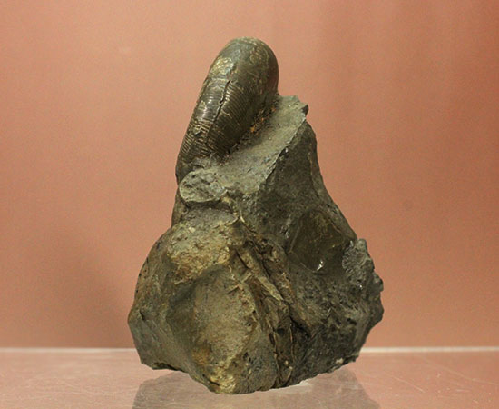 半分3Dクリーニング!自立する北海道アンモナイト化石(その6)