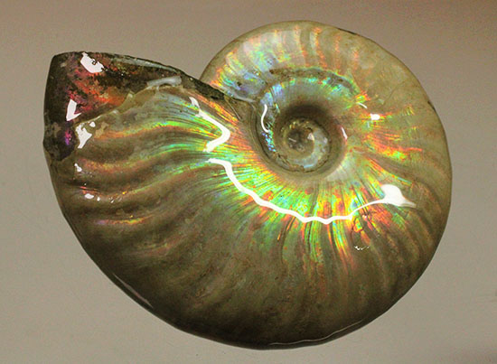 マダガスカル産アンモナイト（Ammonite）