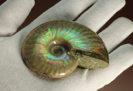 可愛らしい形から放たれる七色の光!イリデッセンス(iridescence)を有するマダガスカル産光るアンモナイト(その10)