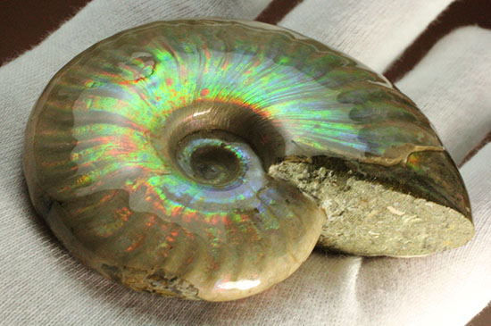 可愛らしい形から放たれる七色の光!イリデッセンス(iridescence)を有するマダガスカル産光るアンモナイト(その11)