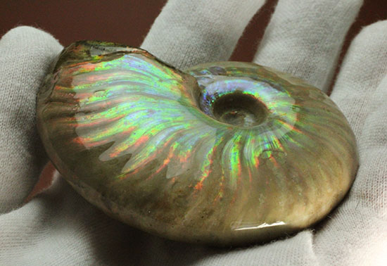 可愛らしい形から放たれる七色の光!イリデッセンス(iridescence)を有するマダガスカル産光るアンモナイト(その12)