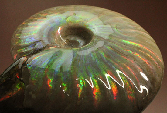 可愛らしい形から放たれる七色の光!イリデッセンス(iridescence)を有するマダガスカル産光るアンモナイト(その15)